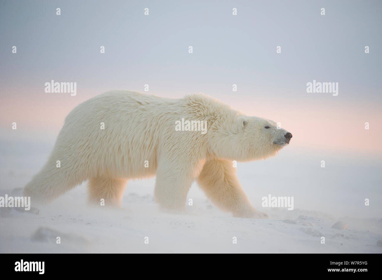 Orso polare (Ursus maritimus) capretti camminare su confezione appena formata ghiaccio, Beaufort Sea, spegnere il 1002 area dell'Arctic National Wildlife Refuge, versante Nord, Alaska Foto Stock