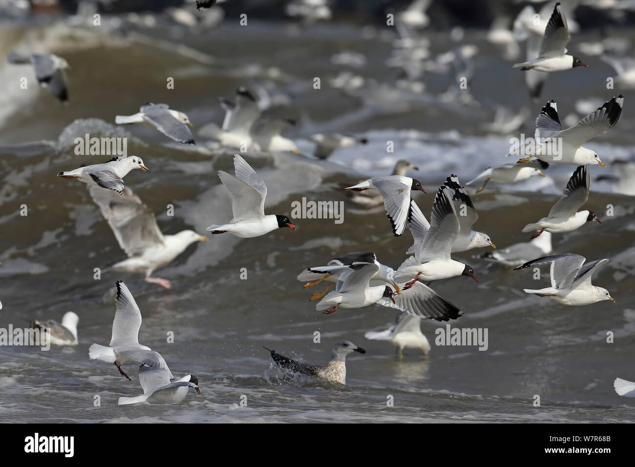 Mediterraneo (Larus melanocephalus) a testa nera (Chroicocephalus ridibundus) e comuni gabbiani (Larus canus) gregge in volo, Norfolk, Regno Unito, Marzo Foto Stock