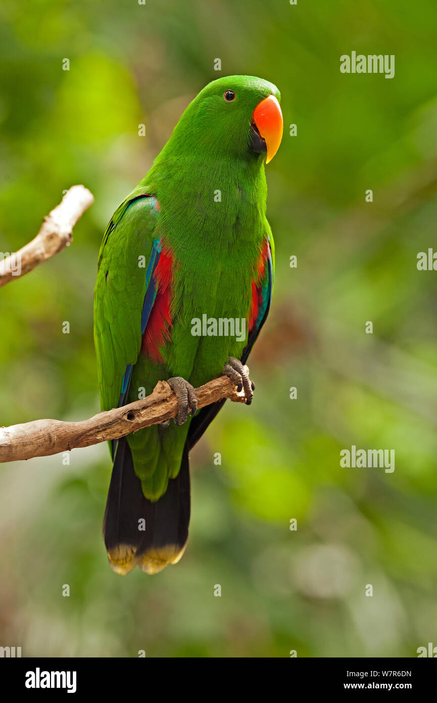 Eclectus Parrot (Edlectus roratus polychloros) maschio, appollaiato sul ramo di albero, habitat per la flora e la fauna, Port Douglas, Queensland, Australia, captive Foto Stock