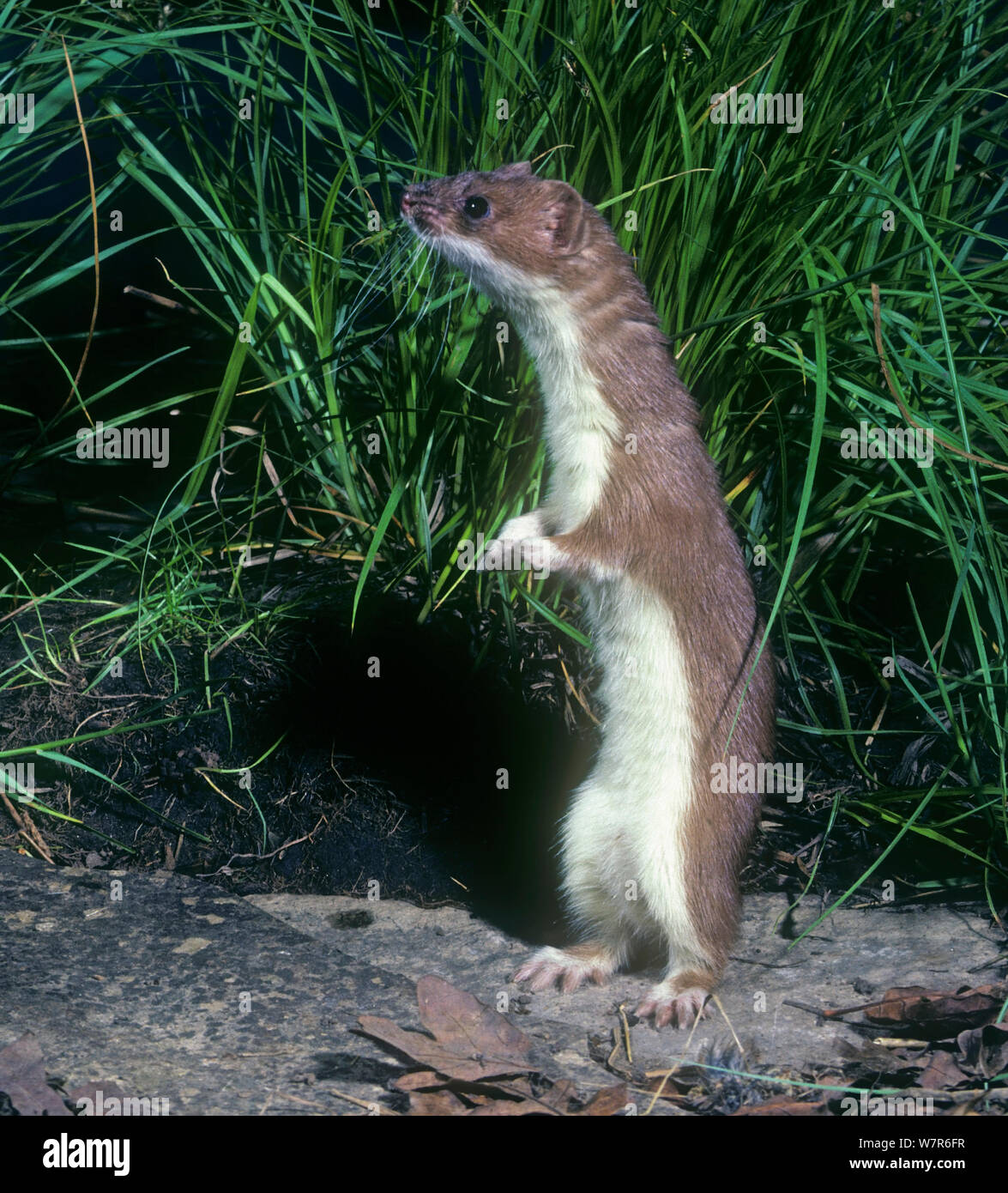 Corto-tailed Weasel / Ermellino (Mustela erminea) inquisitively permanente, Utah, Stati Uniti d'America. Condizioni controllate. Foto Stock