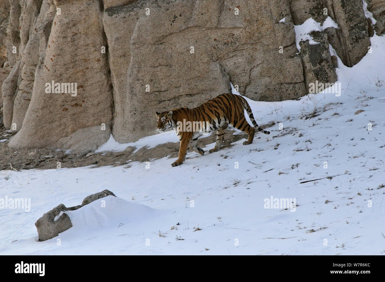 / Amur tigre siberiana (Panthera tigris altaica) femmina nel selvaggio, camminando giù per una collina, Lazovskiy zapovednik / Lazo riserva area protetta, Primorskiy krai, Far Eastern Russia, Febbraio 2012 Foto Stock