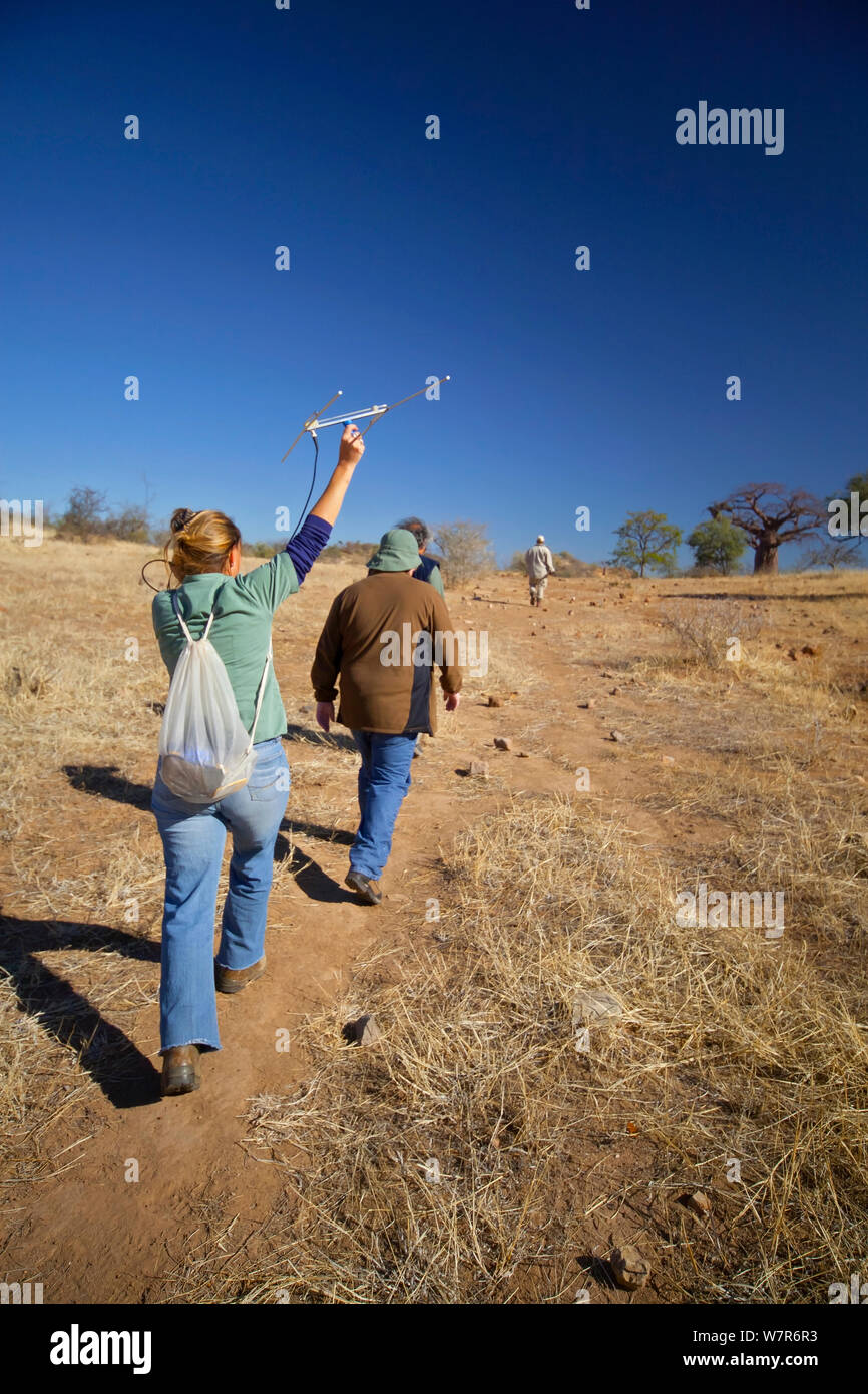 Un ricercatore che lavora per la fauna selvatica minacciate di fiducia radio utilizzando apparecchiature di telemetria per via africana di cani selvatici (Lycaon pictus) mentre si camminava con i turisti, Venetia Limpopo Riserva Naturale, Provincia di Limpopo, Sud Africa, luglio 2009. Foto Stock