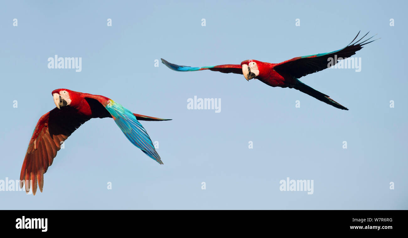 Coppia di rosso-e-Macaws verde o verde-winged Macaws (Ara chloropterus) in volo. Chapada dos Guimaraes, Brasile. Foto Stock