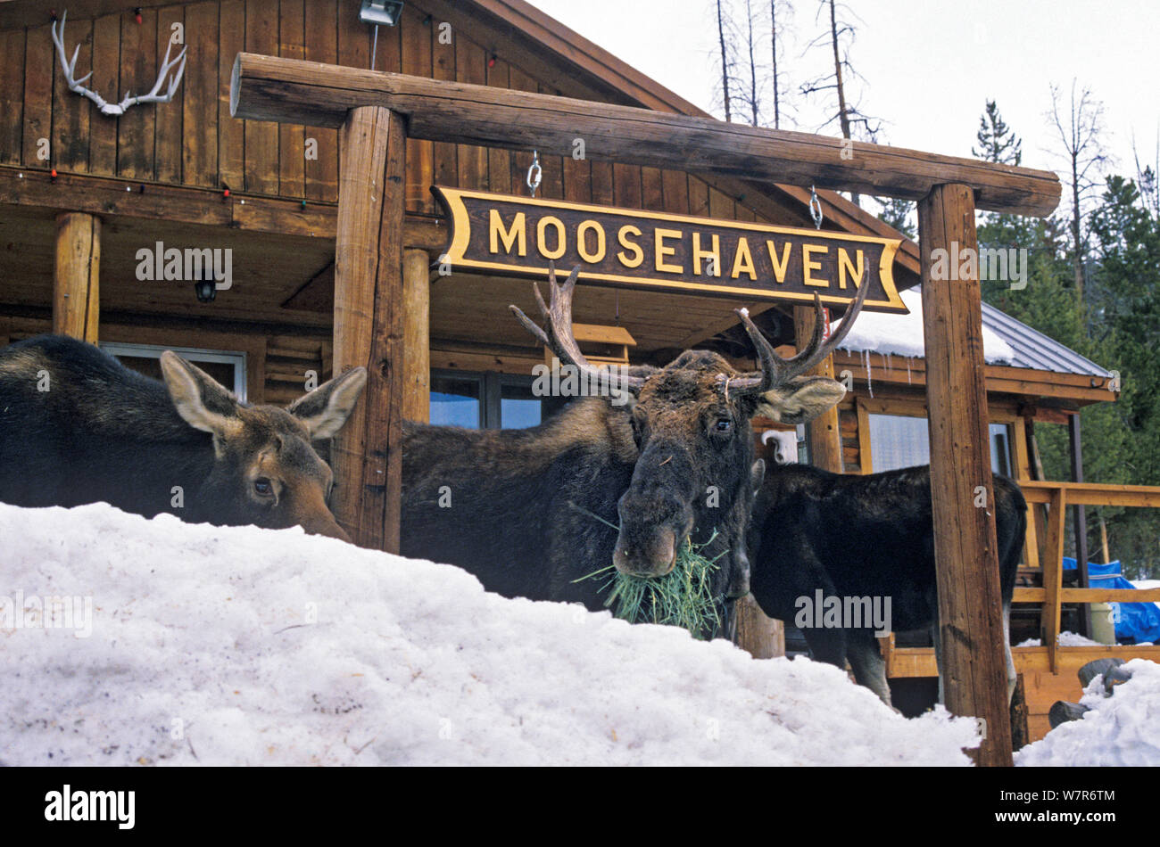 Tre le alci (Alces alces) mangiare erba davanti a un segno per Moosehaven, Wyoming usa, gennaio. Foto Stock