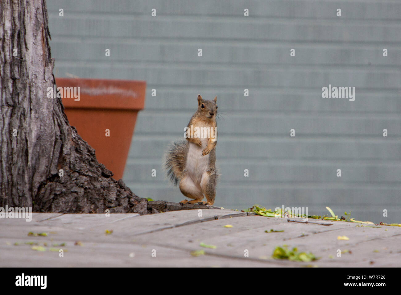 Fox scoiattolo (Sciurus niger) in piedi sulle zampe posteriori, Denver, Colorado, Aprile. Foto Stock
