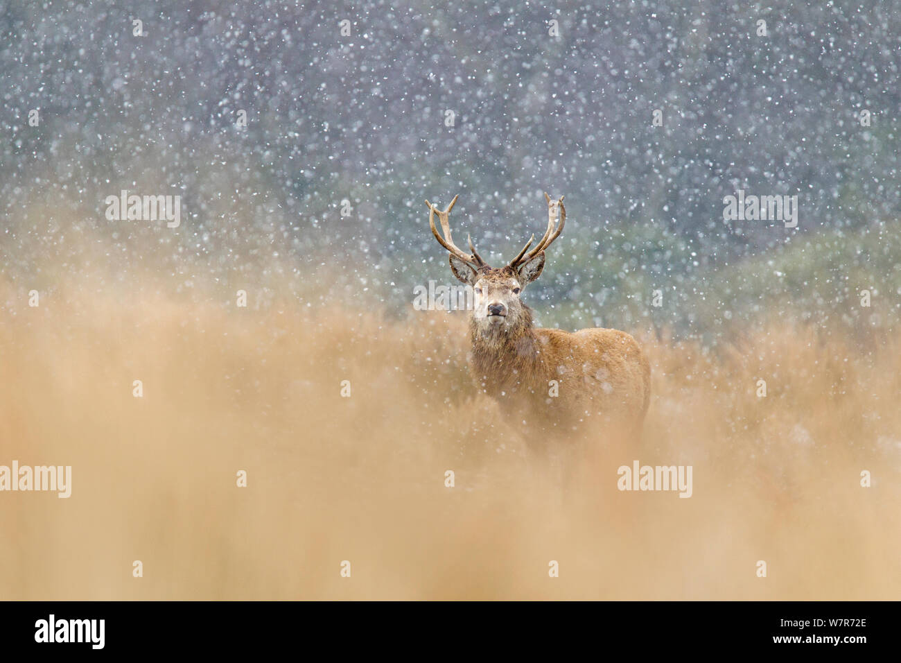 Red Deer cervo (Cervus elaphus) in presenza di un notevole manto di neve, Cheshire, Regno Unito, Marzo Foto Stock