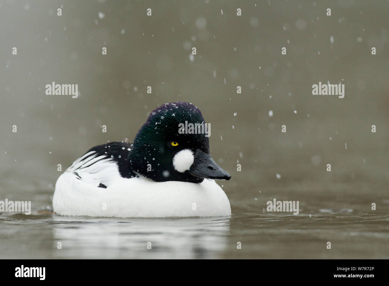 Goldeneye (Bucephala clangula) nuoto sul lago in nevicata, Martin mera WWT Riserva, Lancashire, Regno Unito, Febbraio Foto Stock