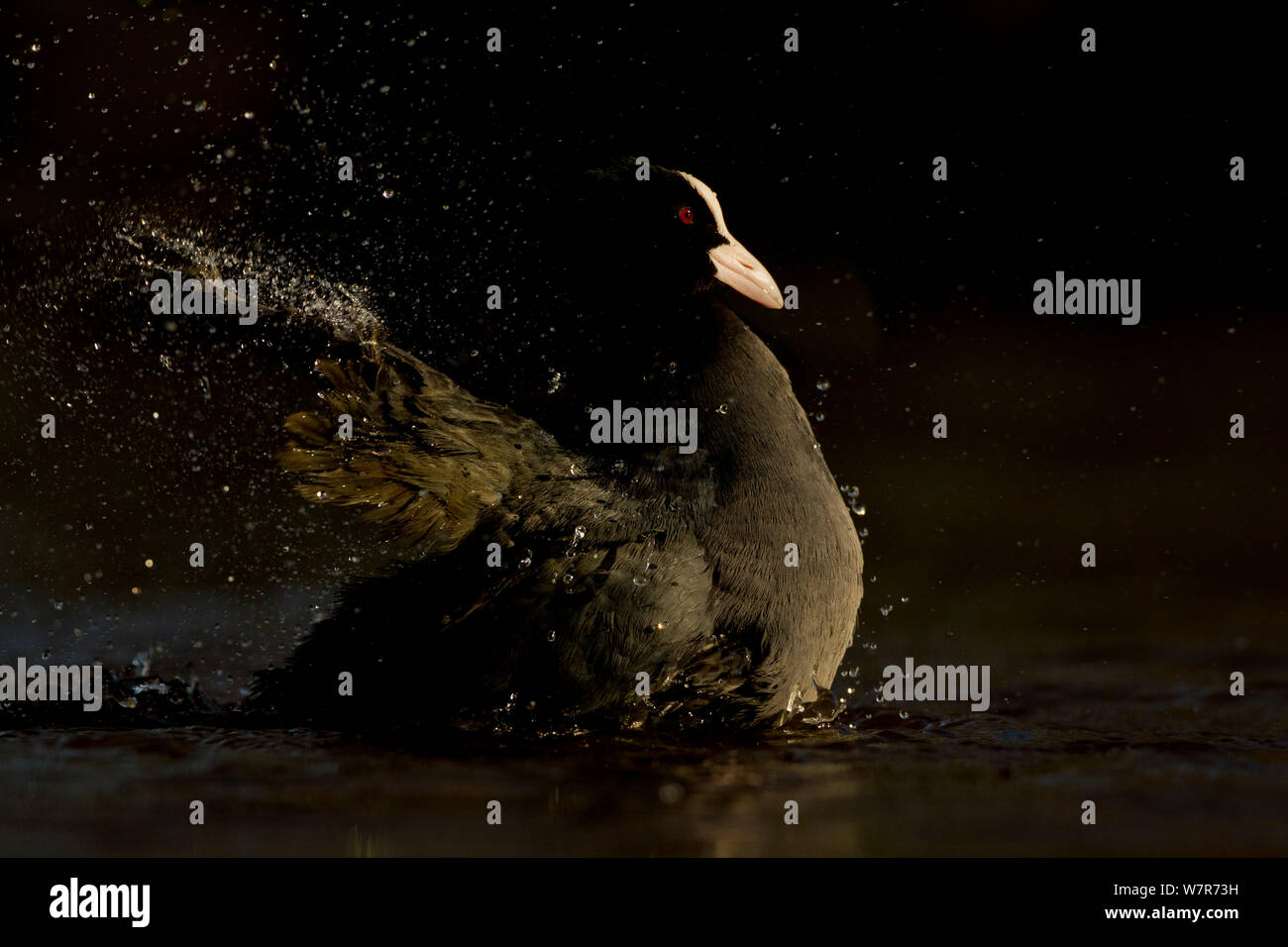 La folaga (fulica atra) lavaggio nella luce della sera, Lancashire, Regno Unito, Febbraio Foto Stock