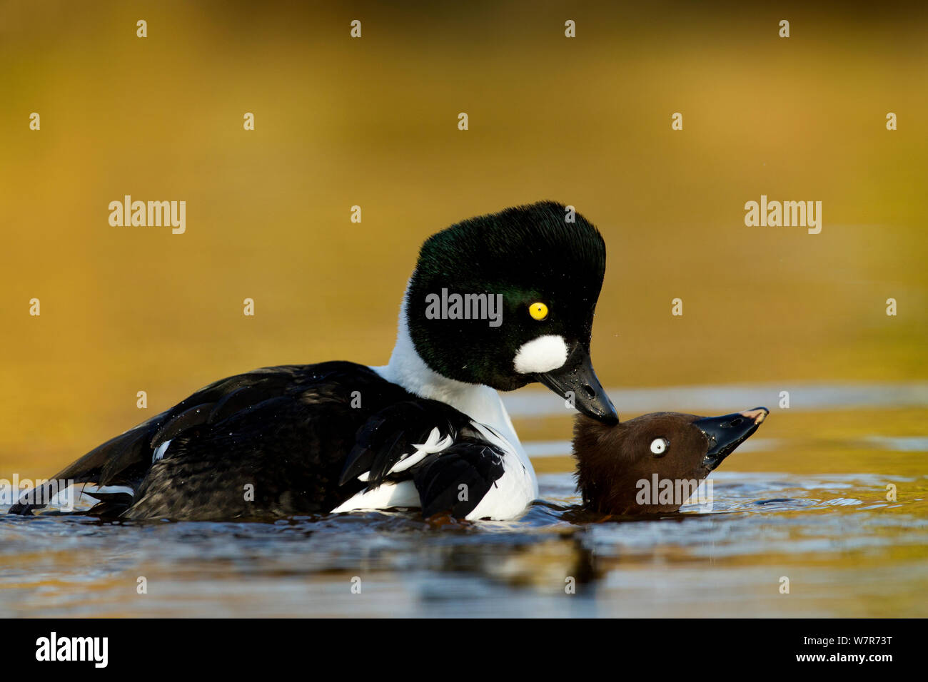 Goldeneye (Bucephala clangula) coppia coniugata sul lago, Lancashire, Regno Unito, Febbraio Foto Stock