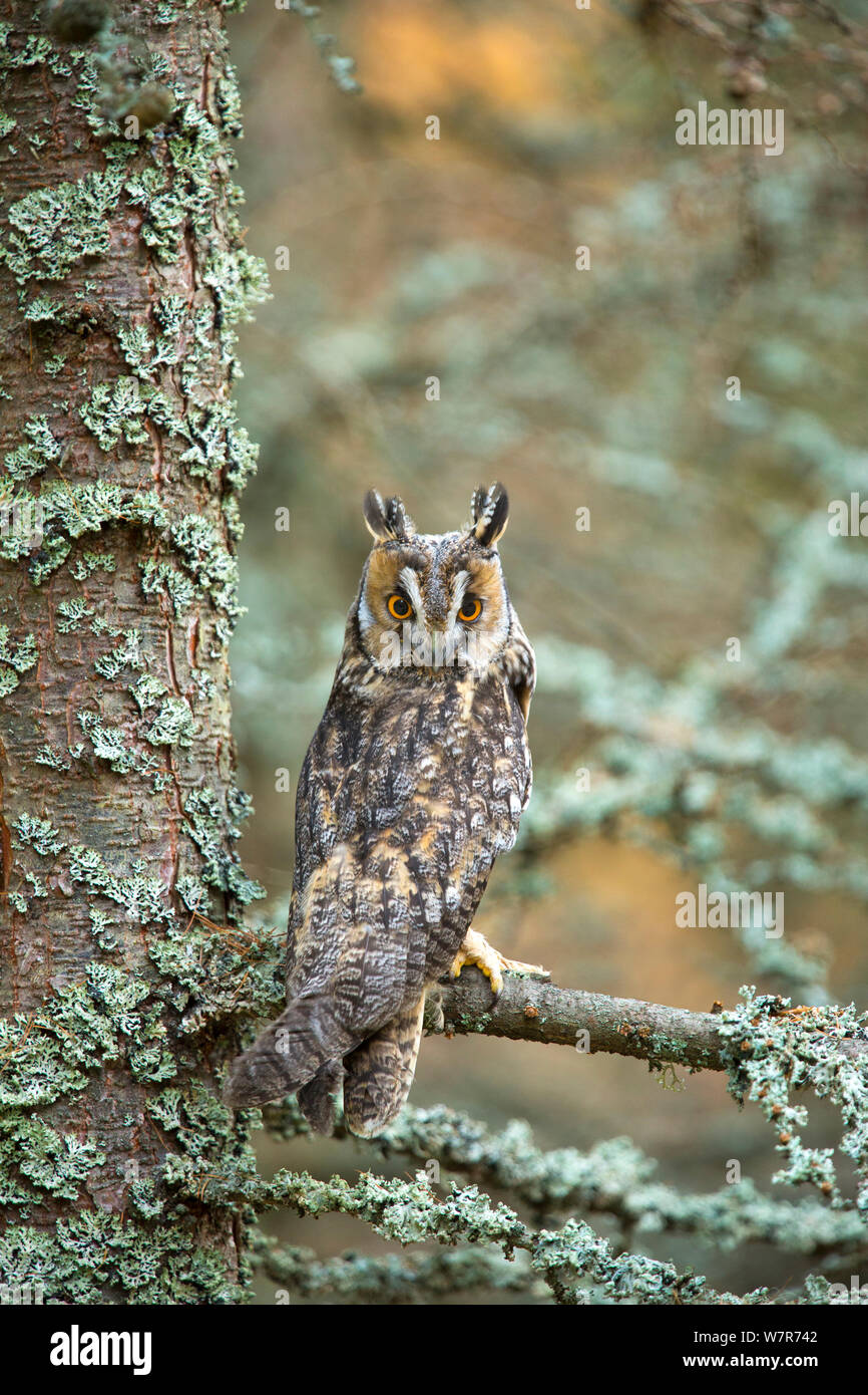 Gufo comune (Asio otus otus) arroccato nella struttura ad albero incrostati di lichen, Repubblica Ceca, Gennaio Foto Stock