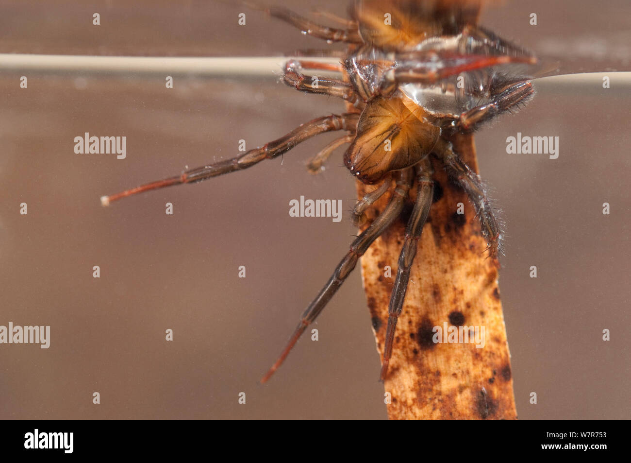 Ragno acqua (Argyroneta aquatica) ricarica la sua aria di alimentazione, Europa, Luglio, condizioni controllate Foto Stock