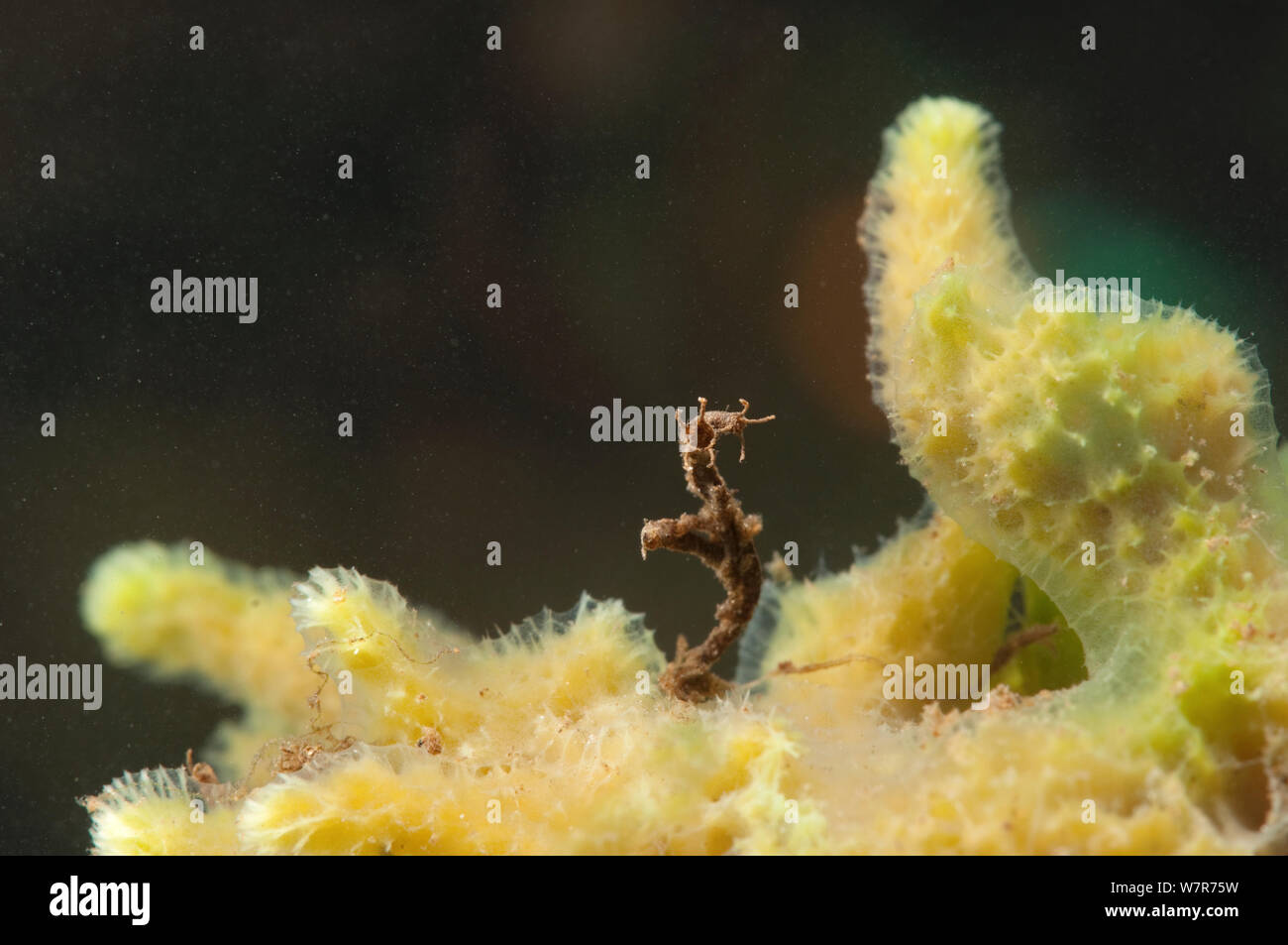 Non mordere midge larvae (Chironomidae) nel riparo attaccata alla spugna di acqua dolce (Spongilla lacustris) Europa, Agosto, condizioni controllate Foto Stock