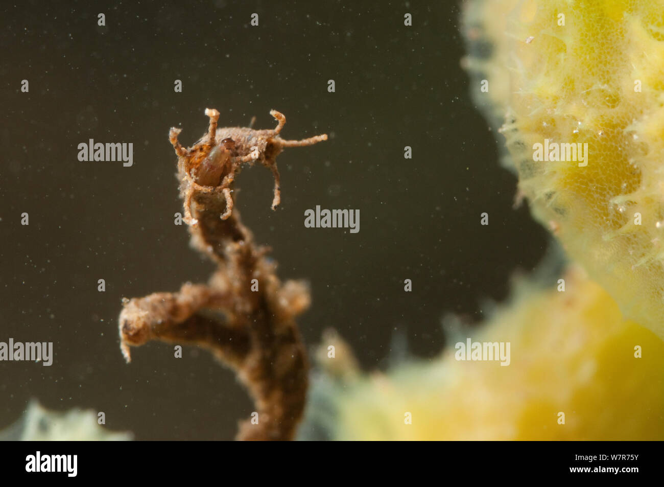 Non mordere midge larvae (Chironomidae) nel riparo attaccata alla spugna di acqua dolce (Spongilla lacustris) Europa, Agosto, condizioni controllate Foto Stock