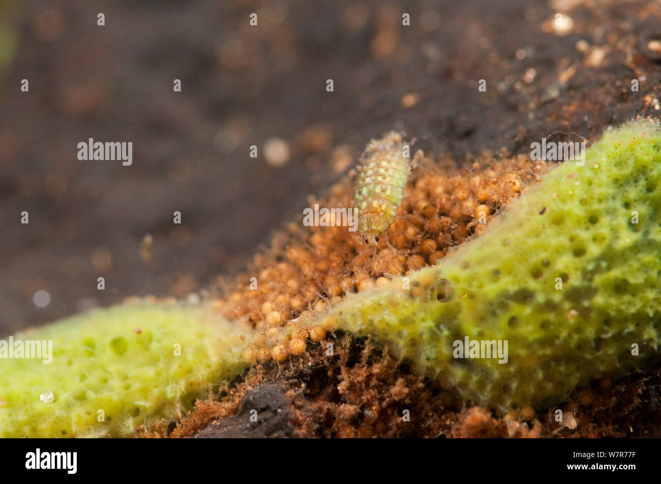 Spongillafly larva (Sisyra fuscata) sul gemules di spugna di acqua dolce (Spongilla lacustris) Europa, settembre, condizioni controllate Foto Stock