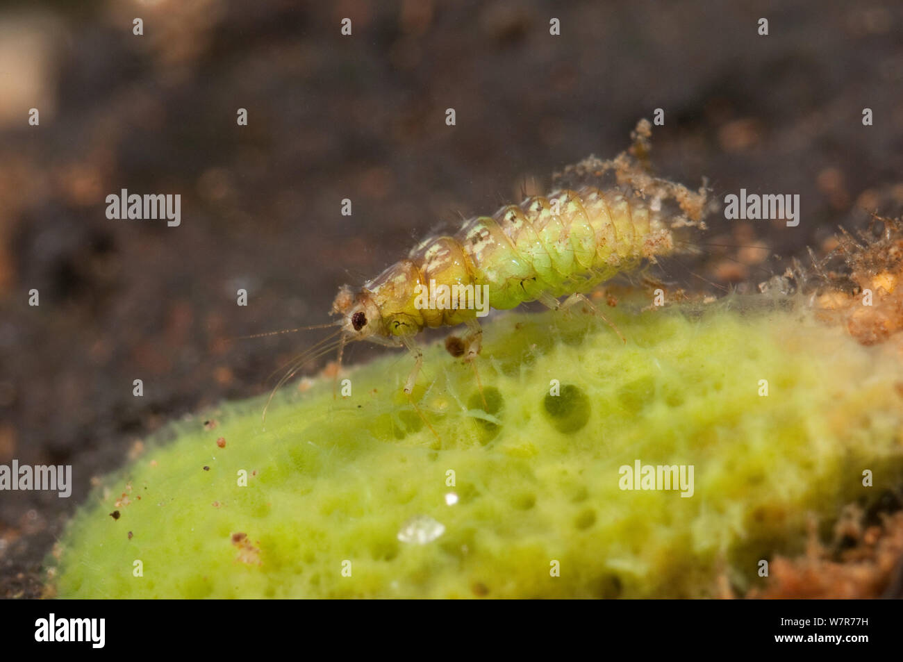 Spongillafly larva (Sisyra fuscata) alimentazione sulla spugna di acqua dolce (Spongilla lacustris) Europa, settembre, condizioni controllate Foto Stock