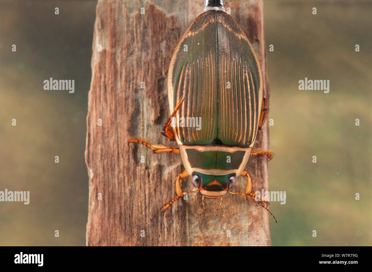 Grande diving beetle (Dytiscus marginalis) ricarica la sua alimentazione aria sotto l'ala casi, Europa, settembre, condizioni controllate Foto Stock