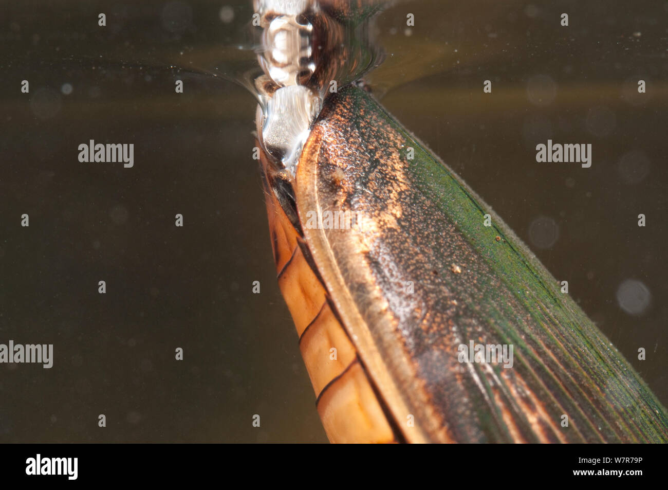 Grande diving beetle (Dytiscus marginalis) ricarica la sua alimentazione aria sotto l'ala casi, Europa, settembre, condizioni controllate Foto Stock