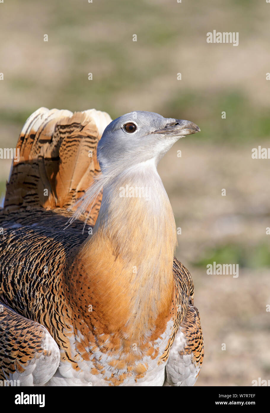 Grande (Bustard Otis tarda) maschio adulto in allevamento piumaggio su Salisbury Plain, parte di un progetto di reintroduzione con gli uccelli importati sotto licenza DEFRA dalla Russia. Salisbury Plain, Wiltshire, Inghilterra. Foto Stock
