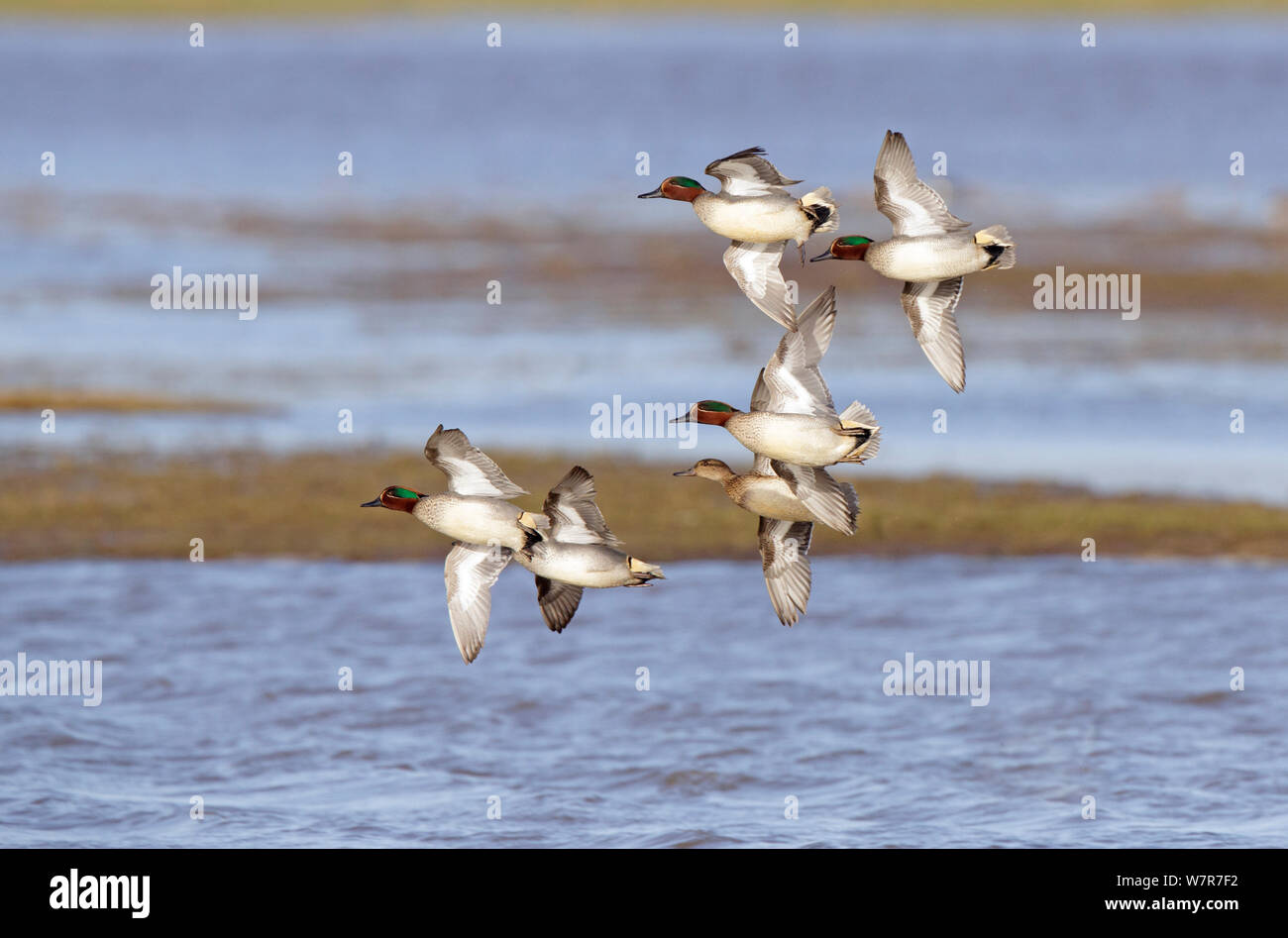 Teal (Anas crecca) maschi e femmine in volo, Gloucestershire, Inghilterra Foto Stock