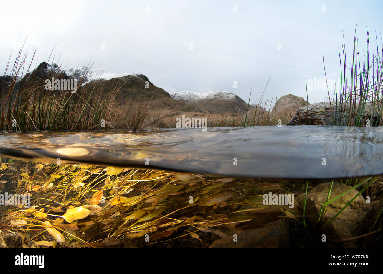 Un livello diviso immagine dell'habitat in un lago di montagna, che mostra delle erbe e delle alghe, Llyn Idwal, Snowdonia, Galles, Dicembre 2009 Foto Stock