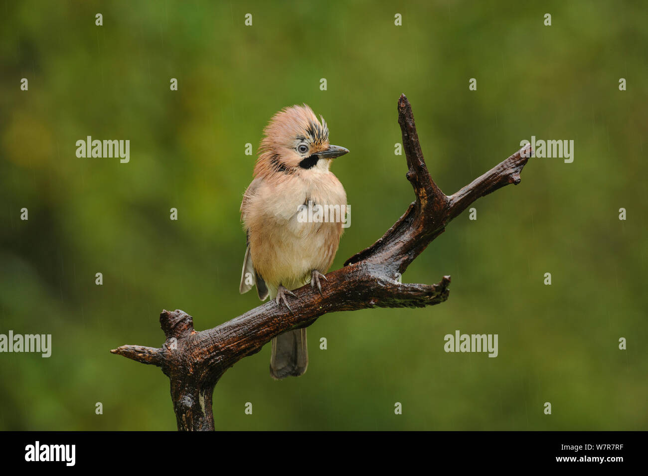 Jay (Garrulus glandarius) appollaiato sul ramo morto, Kent, Regno Unito. Ottobre 2012 Foto Stock