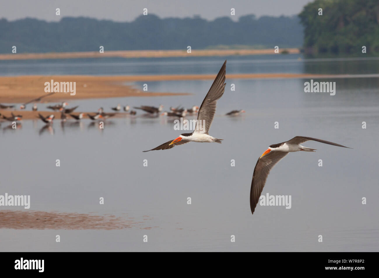 Due Paesi africani skimmers (Rynchops flavirostris) volando sopra la parte inferiore del fiume Sanaga, con più uccelli su un sandbank in background, Camerun, maggio 2010. Foto Stock