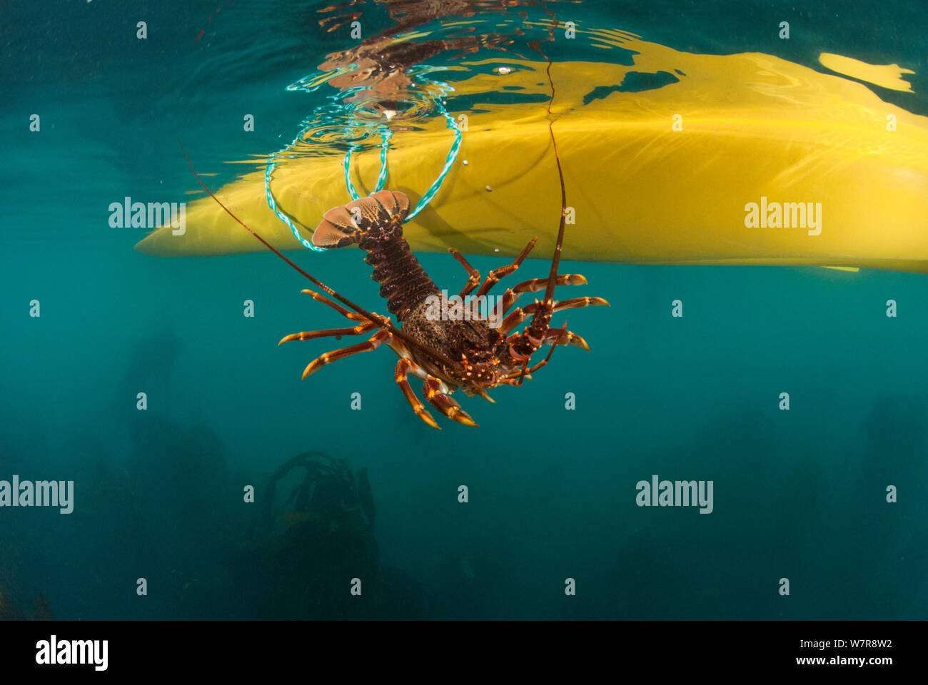 La pesca sportiva in un kayak di mare per la West Coast rock'aragosta (Jasus lalandii) Kommetjie, Western Cape, Sud Africa Foto Stock