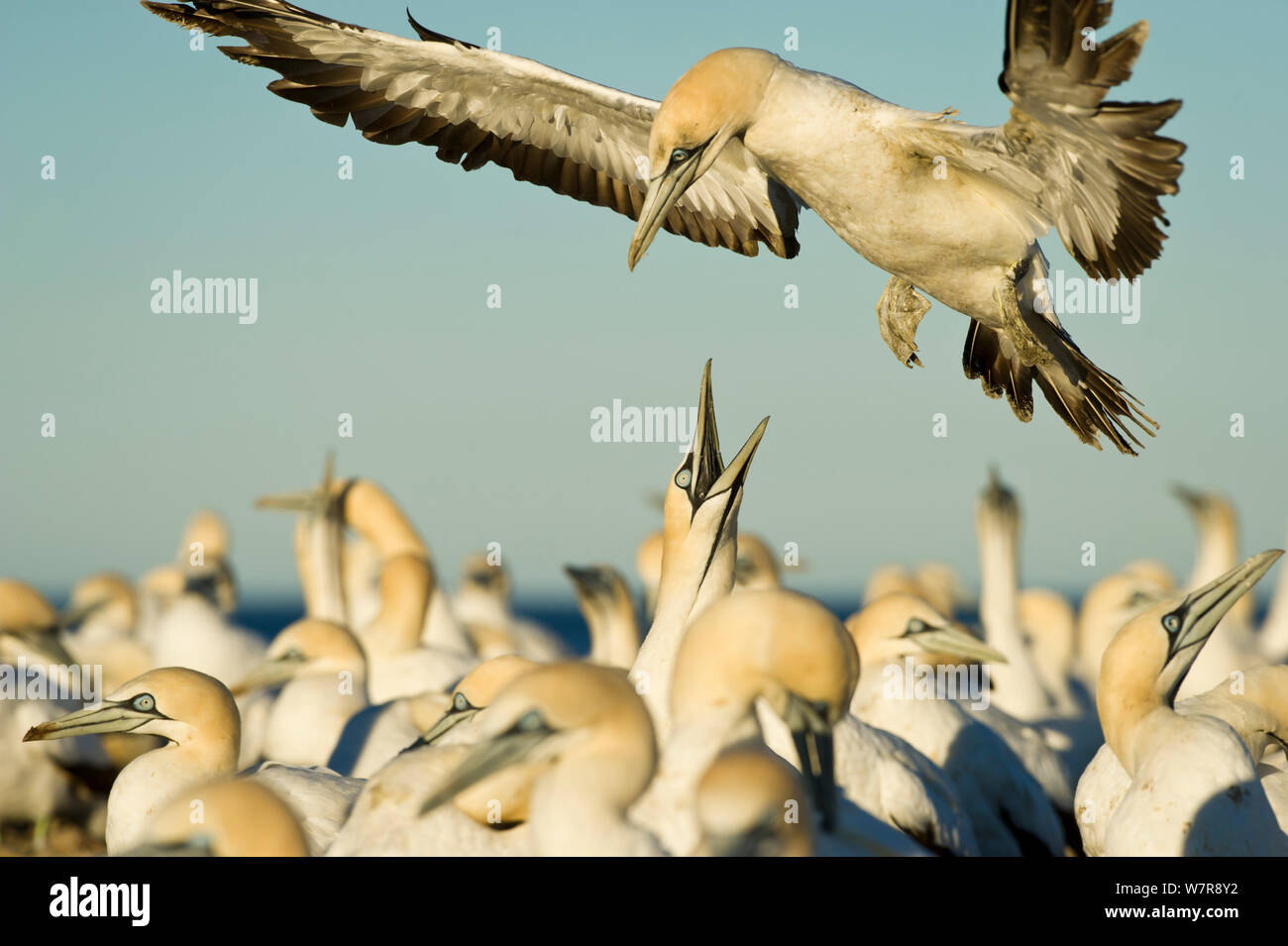 Cape gannet (Morus capensis) volando sopra la colonia, mentre un altro chiamate, Bird Island Riserva Naturale, Lambert's Bay, Costa Ovest, Sud Africa. Foto Stock