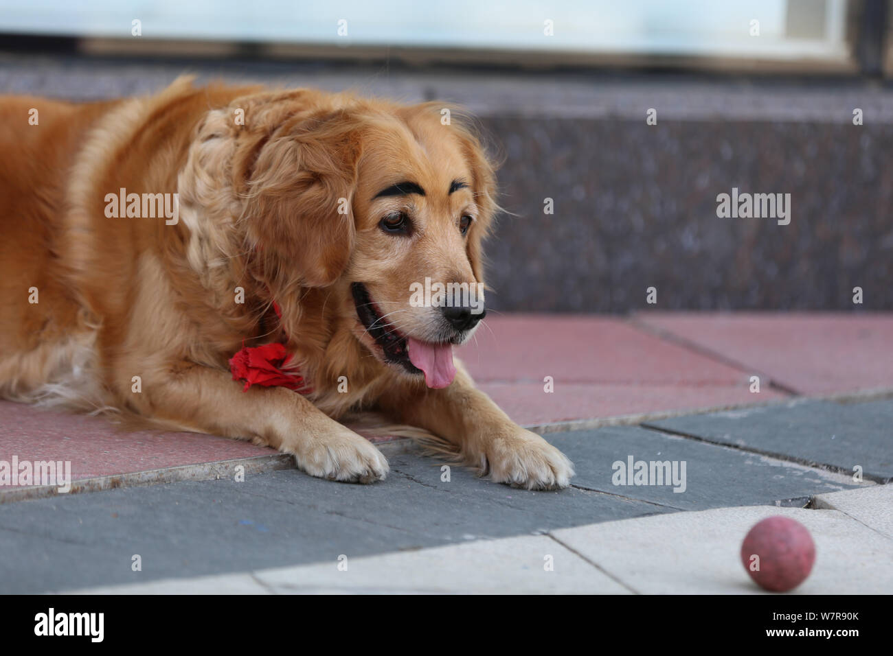 Il golden retriever dipinta con una coppia di spessi delle sopracciglia è raffigurato in Shenyang City, a nord-est della Cina di provincia di Liaoning, 21 giugno 2017. Un dorato Foto Stock