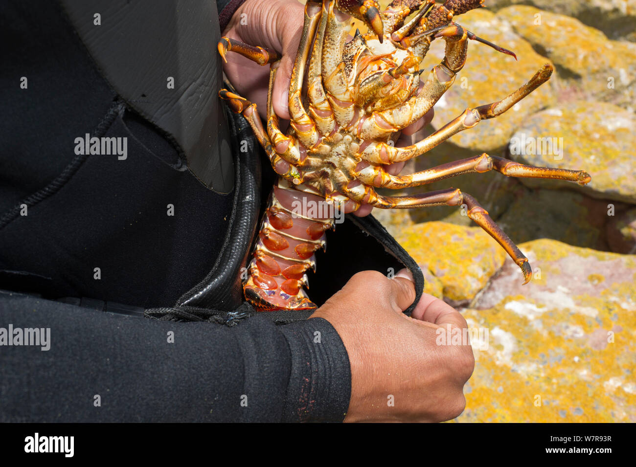 Apneista rimozione West Coast Rock'aragosta (Jasus lalandii) dal sacchetto. Kommetjie, Sud Africa. Foto Stock