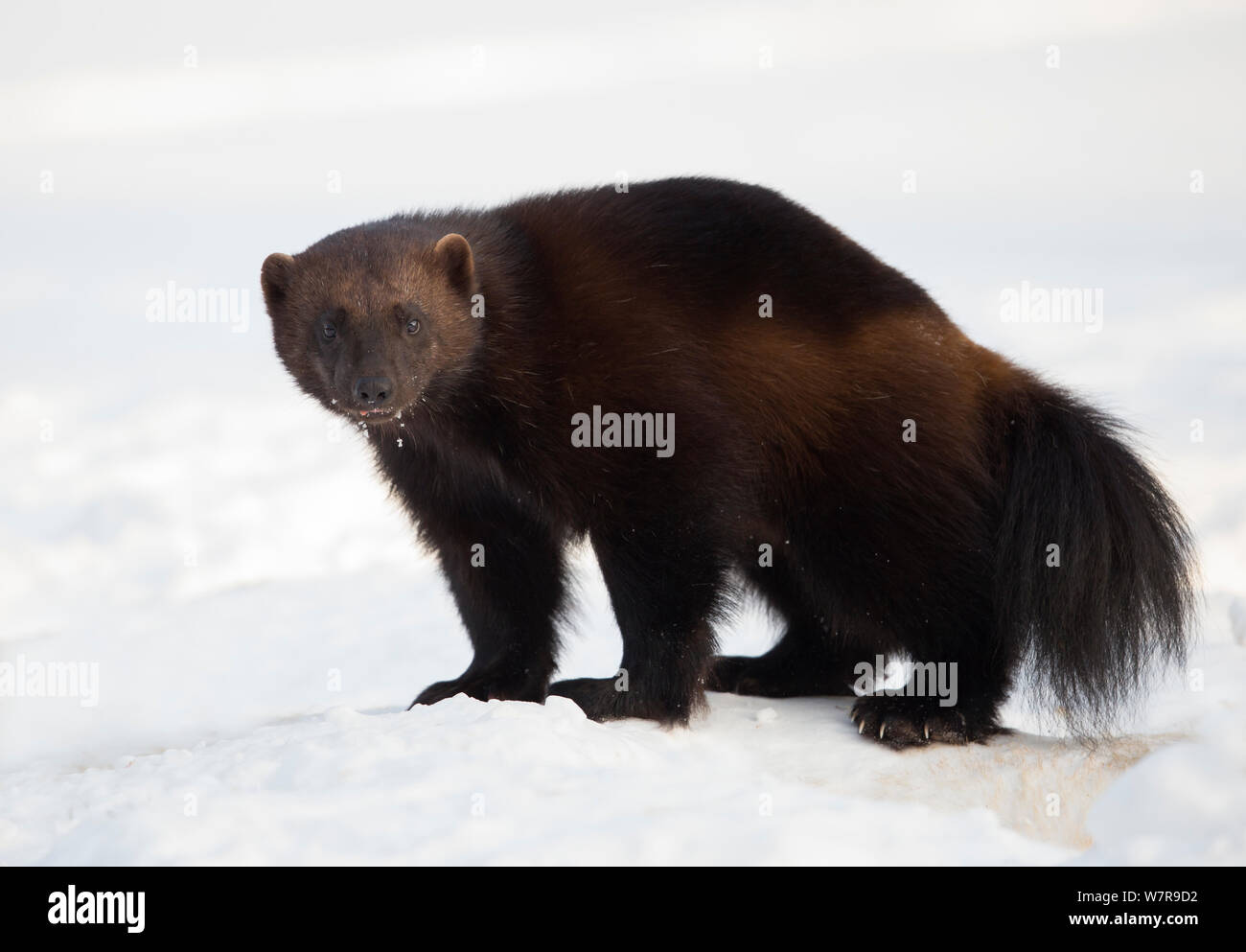 Wolverine (Gulo gulo) nella neve, Lieksa, Finlandia, Marzo. Foto Stock