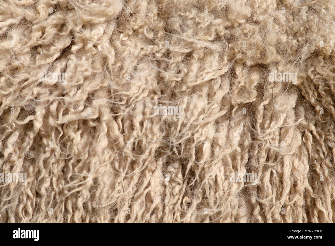 Pecora in fleece close up Foto Stock