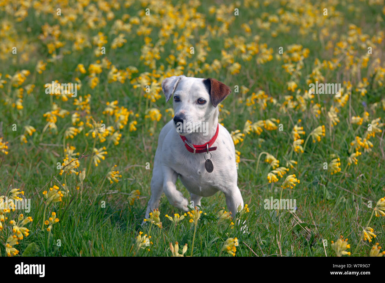 Jack Russell Terrier in Cowslips (Primula veris) sulla fattoria biologica, Norfolk, Marzo Foto Stock