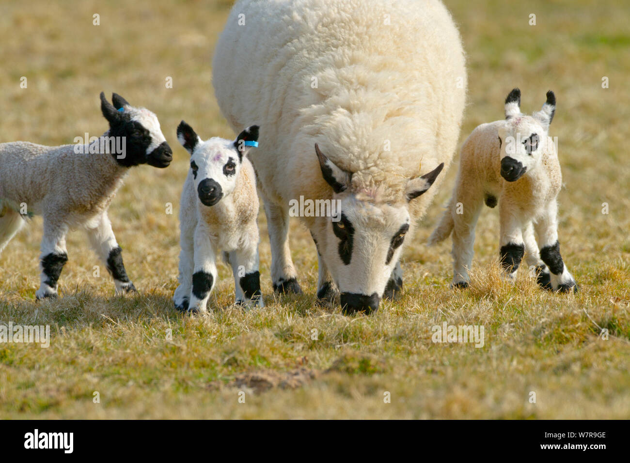 Kerry Hill ovini - Pecora che pascola con agnelli, UK, Aprile. Questa razza proviene dalla contea di Powys in Galles e prende il suo nome dalla piccola cittadina di Kerry. Foto Stock