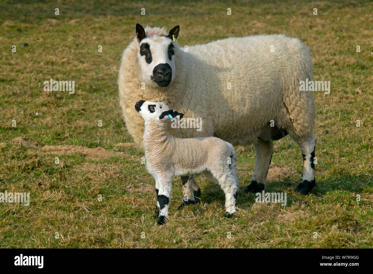 Kerry Hill occhio di pecora e di agnello, UK, Aprile Foto Stock