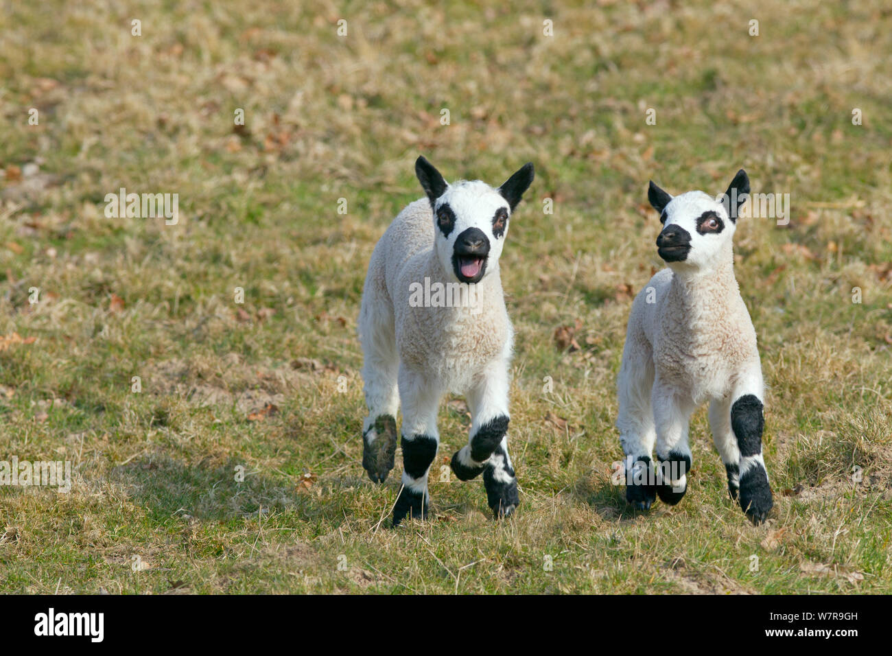 Kerry Hill pecore agnelli, UK, Aprile Foto Stock