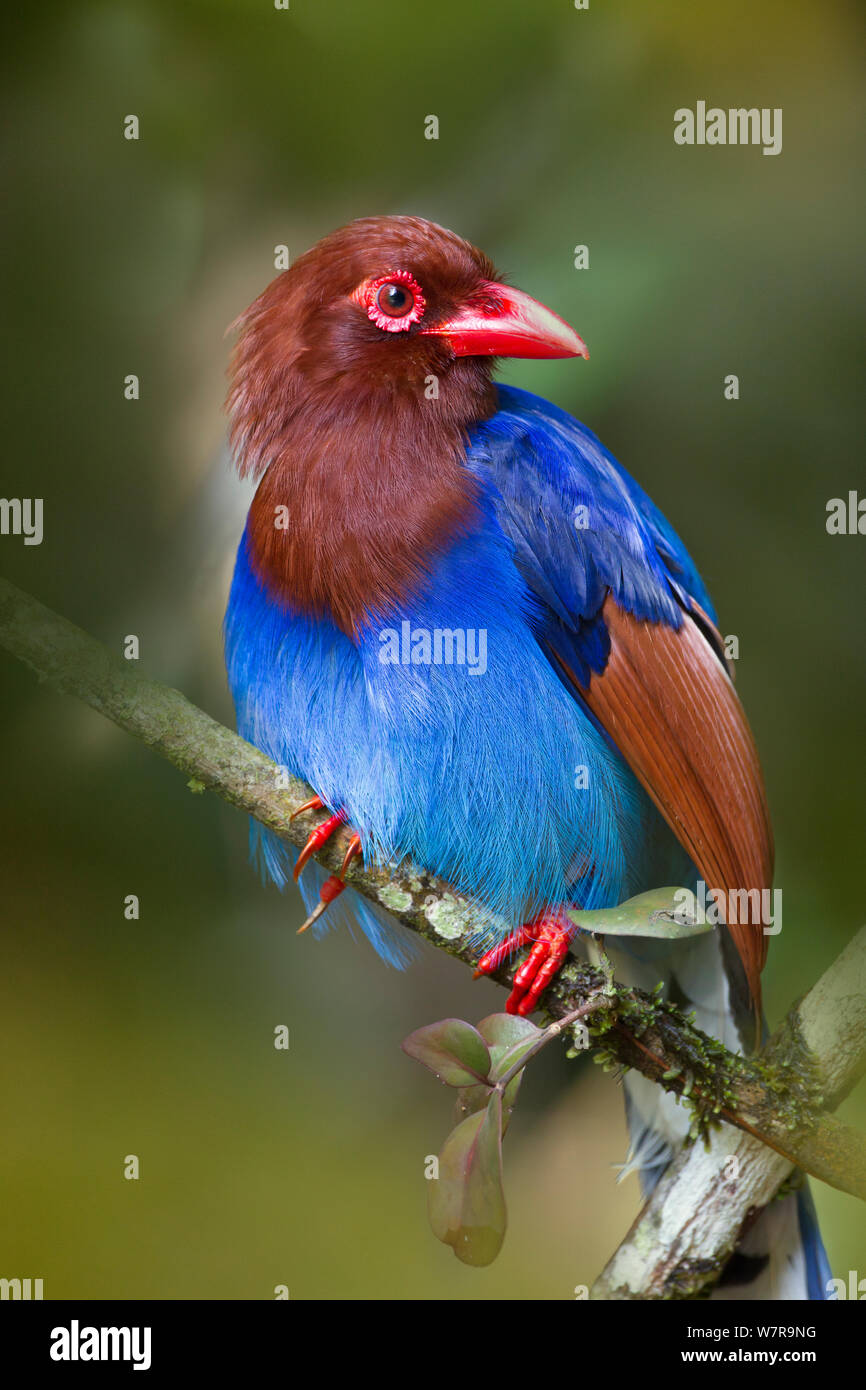 Sri Lanka Blue Gazza (Urocissa ornata) arroccato, Sri Lanka Foto Stock