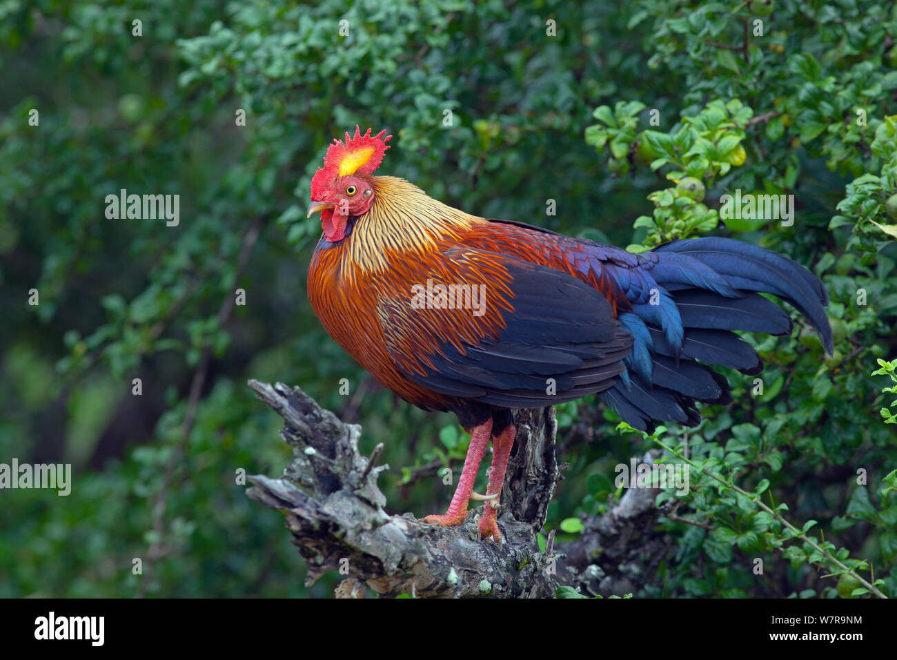 Sri Lanka Jungle Fowl (Gallus lafayetii) sul ramo morto, Sri Lanka Foto Stock