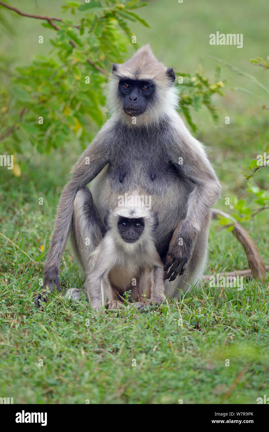 Tufted Langur grigio (Semnopithecus priamo) la madre e il bambino sulla banana farm, Sri Lanka Foto Stock