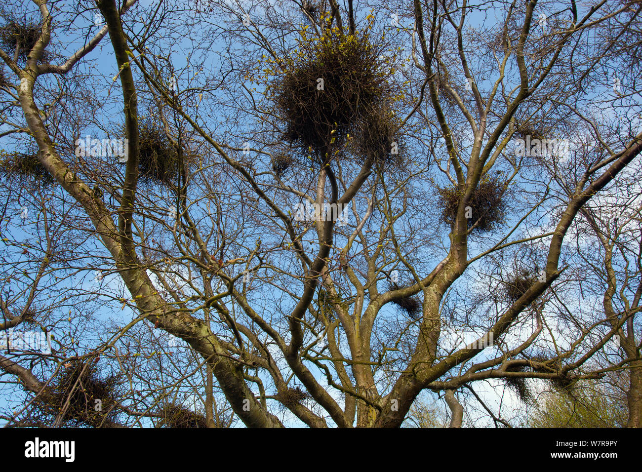 Streghe Ginestra malattia in argento (Betulla Betula pendula) alberi, Norfolk, Aprile Foto Stock