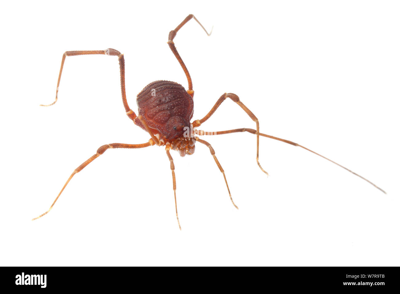 Crociera (Discocyrtus prospicuus), Sao Paulo, Brasile. meetyourneighbors.net progetto Foto Stock