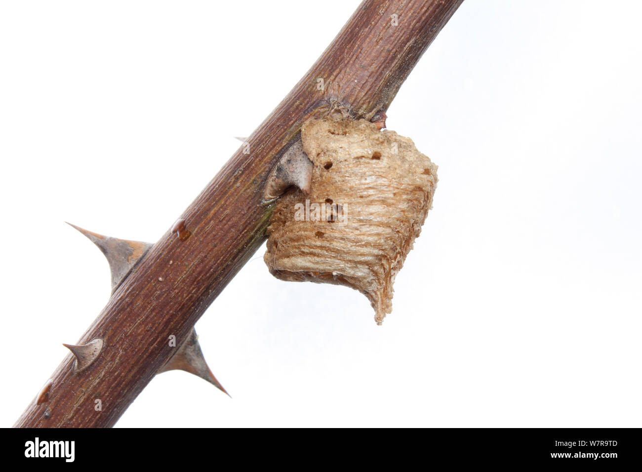 Mantide religiosa (Oxyopsis media) ootheca / caso di uovo, Sao Paulo, Brasile. meetyourneighbors.net progetto Foto Stock