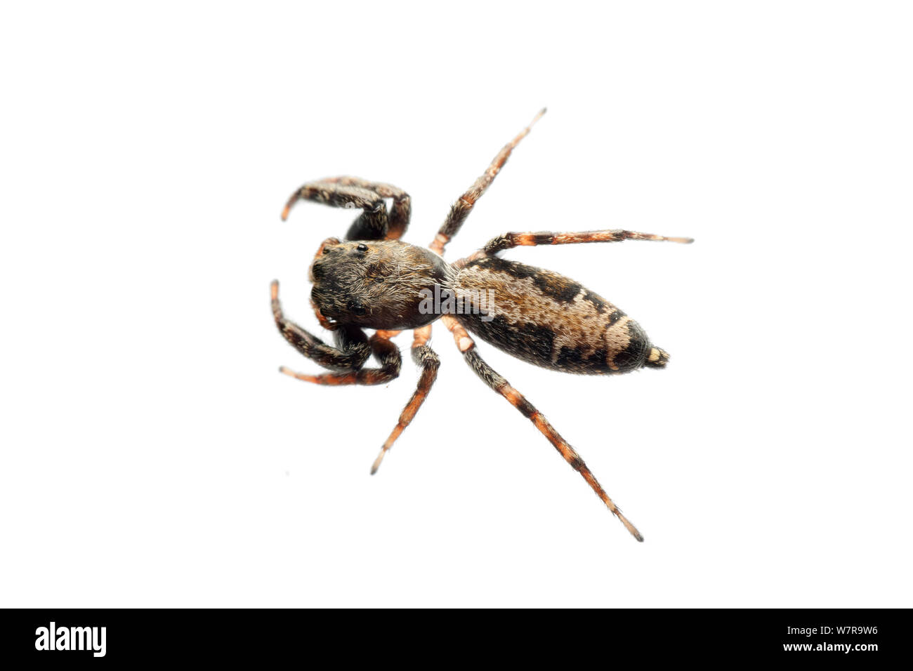 Jumping spider (Salticidae) Sao Paulo, Brasile. meetyourneighbors.net progetto Foto Stock