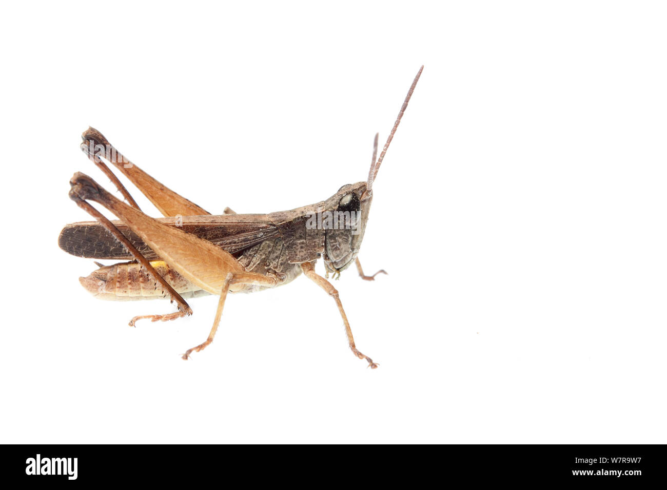 Grasshopper (Acrididae) Sao Paulo, Brasile. meetyourneighbors.net progetto Foto Stock