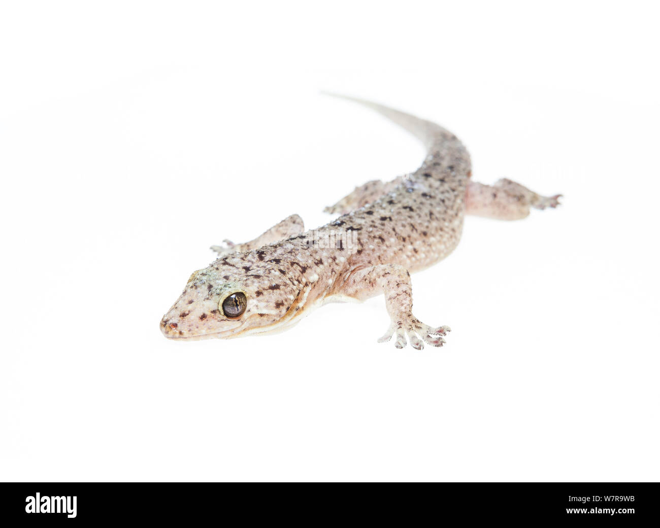 Avvistato house gecko (Gekko monarchus) Kota Kinabalu, Borneo Malese. Progetto Meetyourneighbors.net Foto Stock