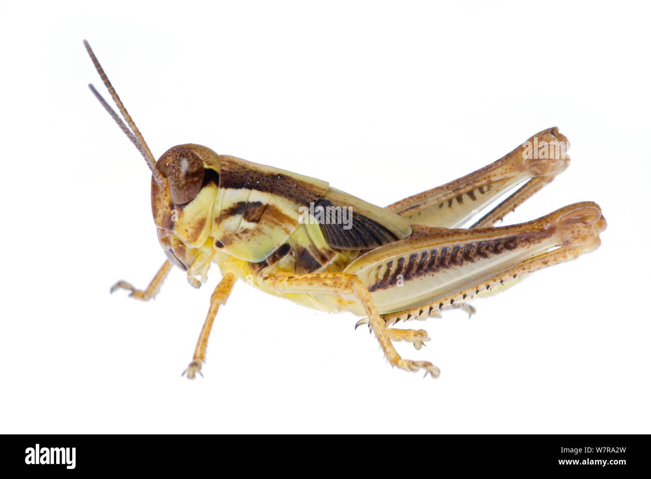 Maschio rosso zampe grasshopper (Melanoplus femurrubrum) Ninfa, Colorado, Stati Uniti d'America, Agosto. meetyourneighbors.net progetto Foto Stock