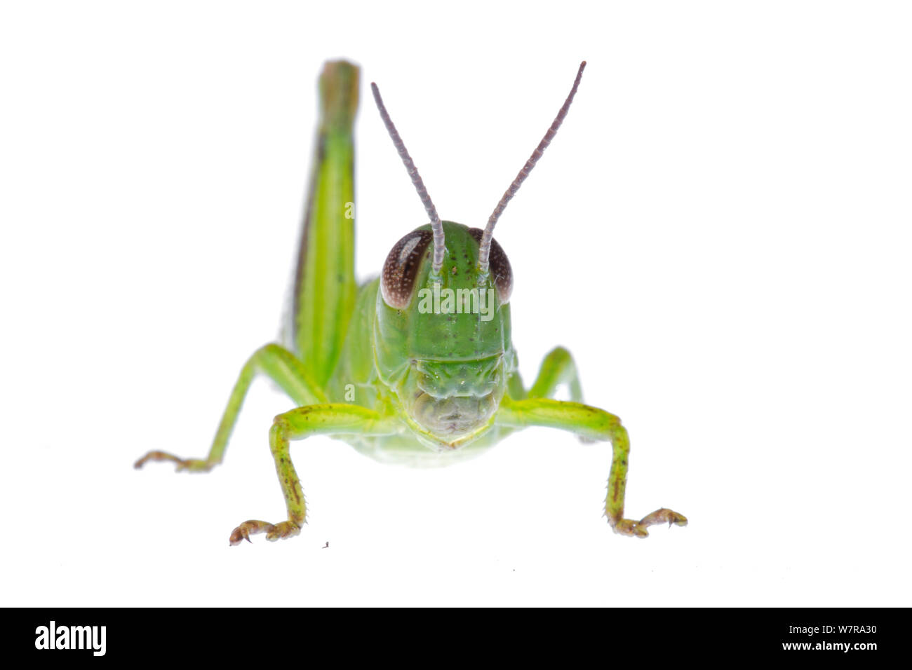 Grasshopper (Melanoplus) Ninfa, Colorado, Stati Uniti d'America, Agosto. meetyourneighbors.net progetto Foto Stock