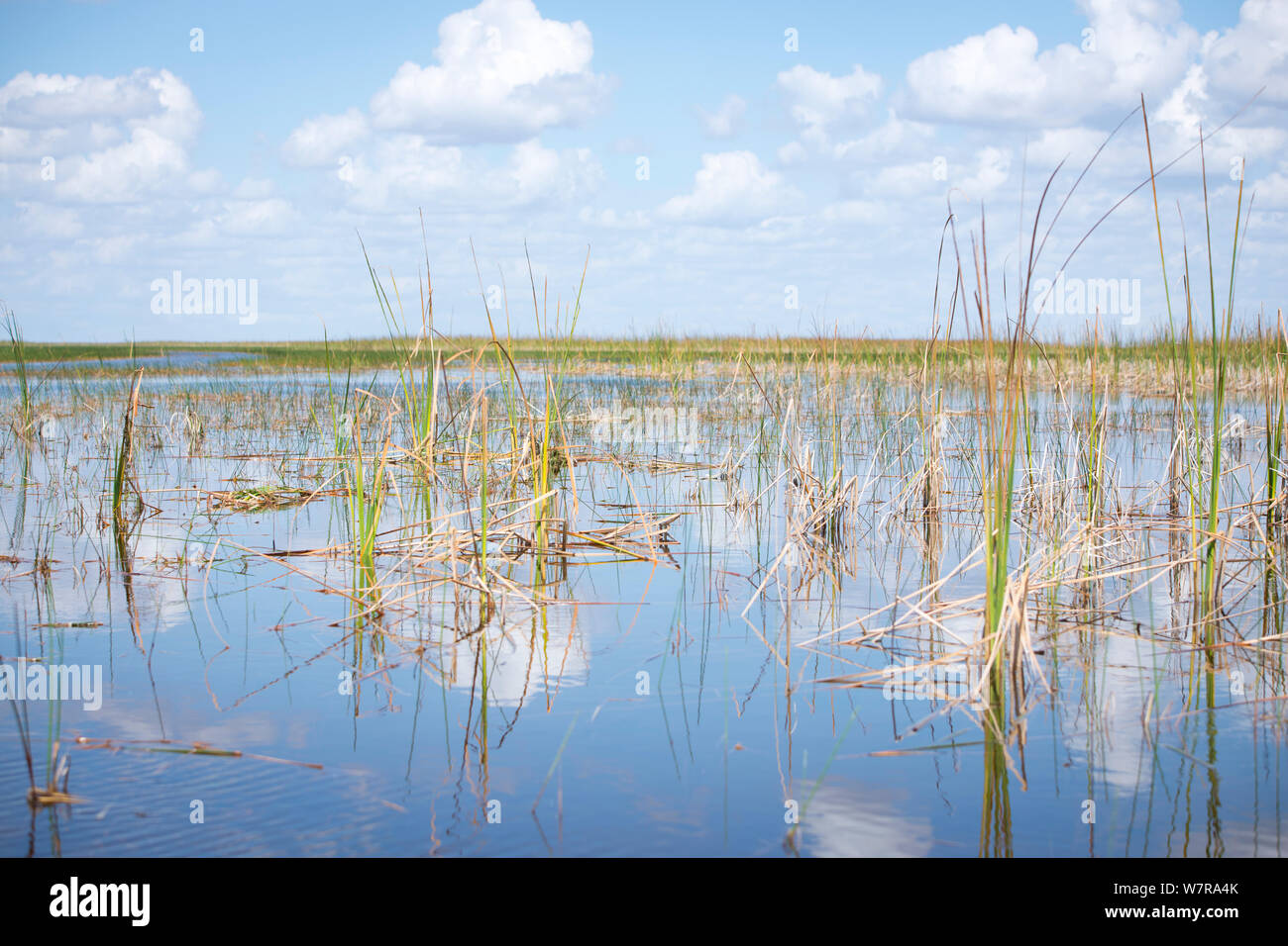 Vista dritto attraverso Everglades della Florida usa mostra acqua e sawgrass Foto Stock