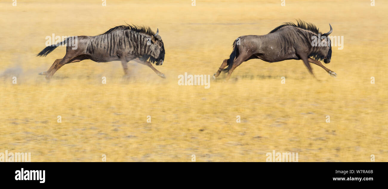 Due Blue GNU (Connchaetes taurinus) acceso, nel deserto del Kalahari, in Botswana Foto Stock