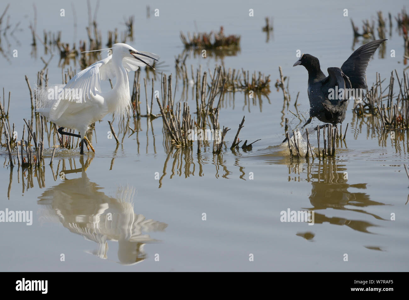 Garzetta (Egretta garzetta) affrontare territoriale, la folaga (fulica atra), Gloucestershire, Regno Unito, maggio. Foto Stock